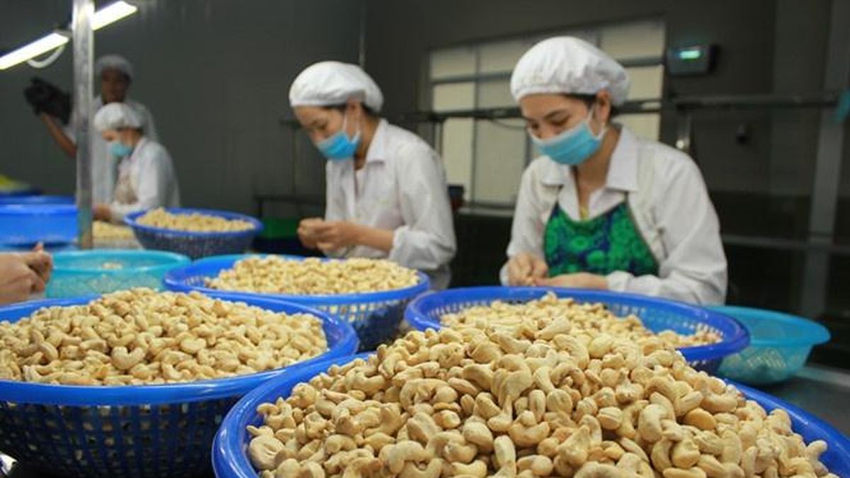Vietnams LP-Cashew-Exporte steigen im Juli stark