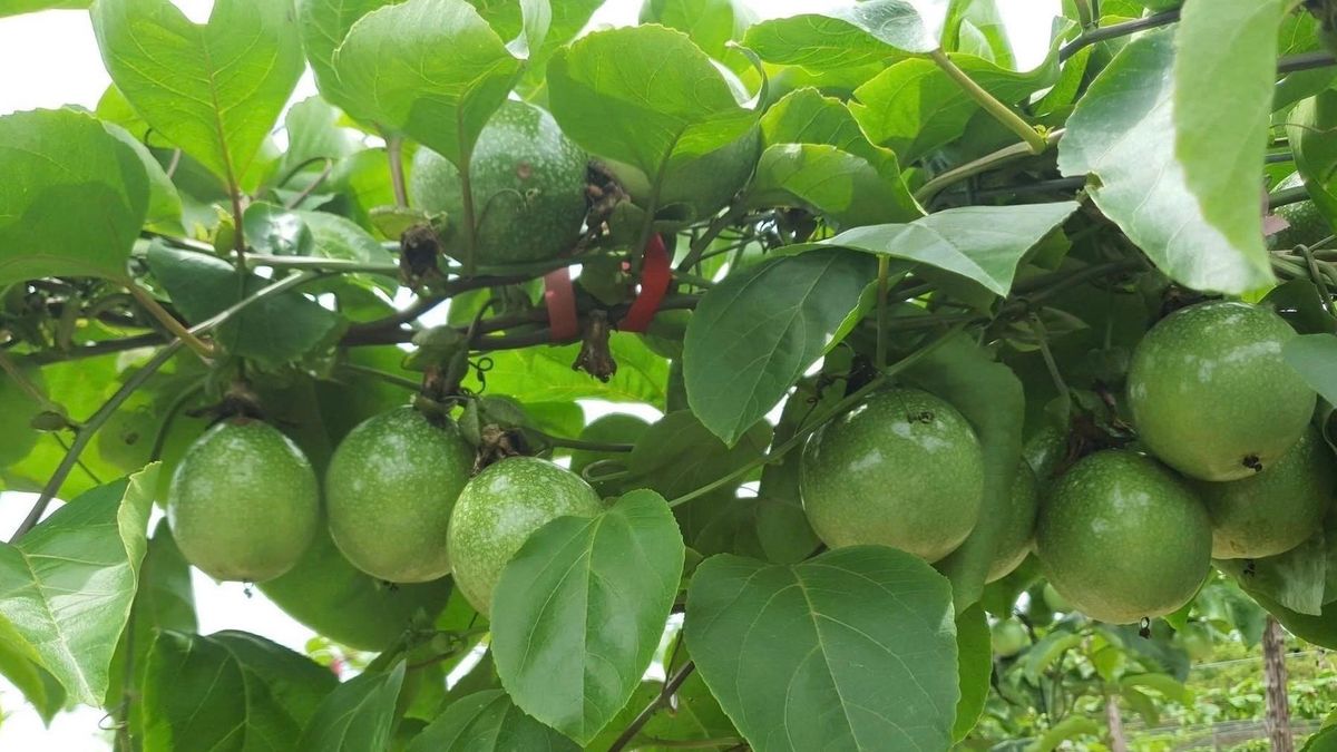 Les exportations vietnamiennes de fruit de la passion vers l’UE dépassent 116 millions de dollars