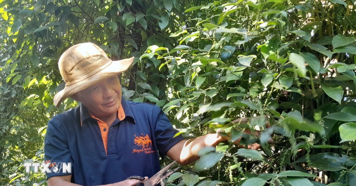 Vietnam’s pepper exports rise as cinnamon shifts beyond Asia