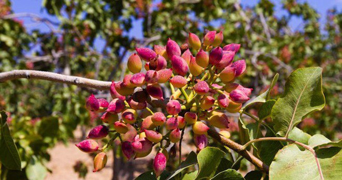 Las exportaciones de pistacho de Vietnam se duplican hasta 322,8 millones de dólares