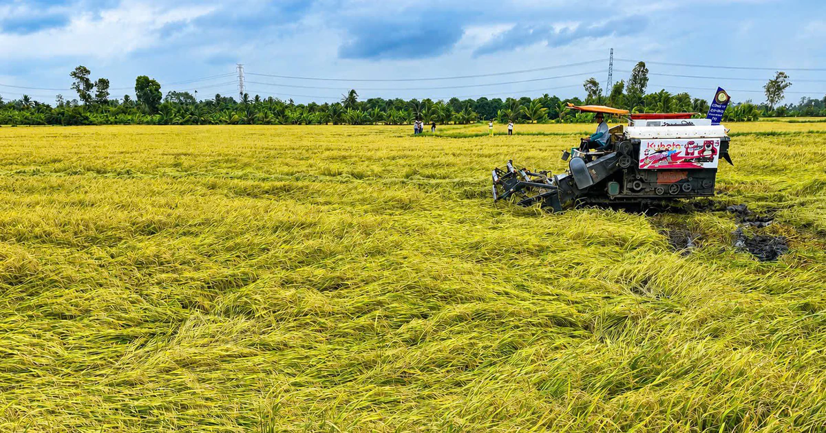 Vietnam Renews Push for National Rice Brand Built Around ST25
