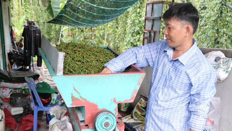 Vietnam supera el 80 % de las importaciones de pimienta de Estados Unidos
