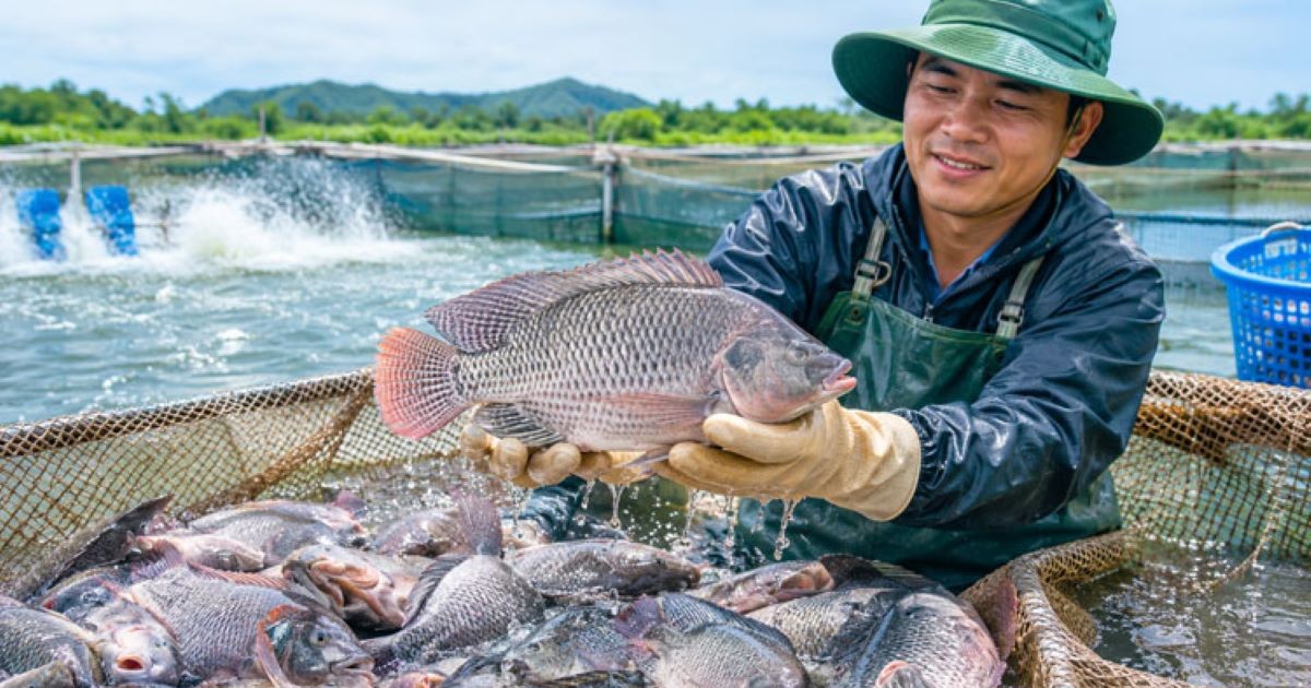 Vietnams Tilapia-Exporte steigen um 43 Prozent, Brasilien wird größter Markt