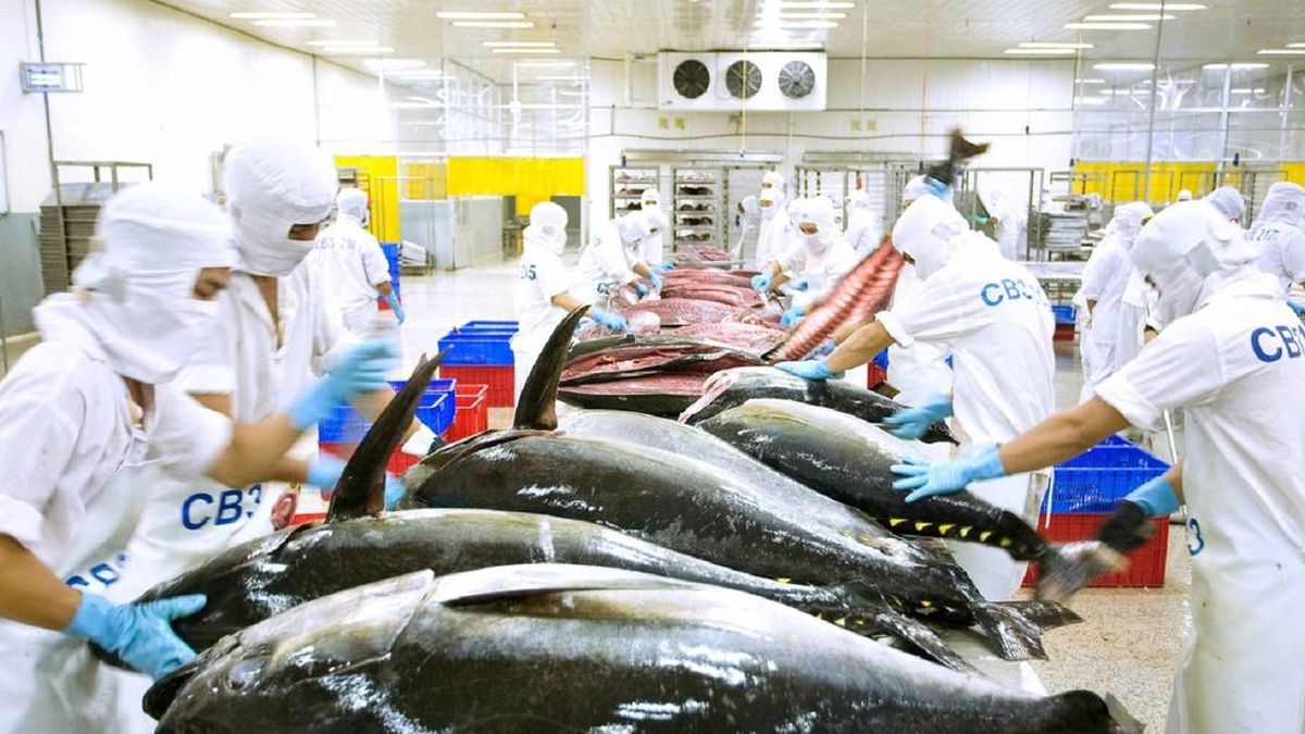 Les exportations de thon du Vietnam vers la Russie bondissent de 72% à 33,4 millions de dollars