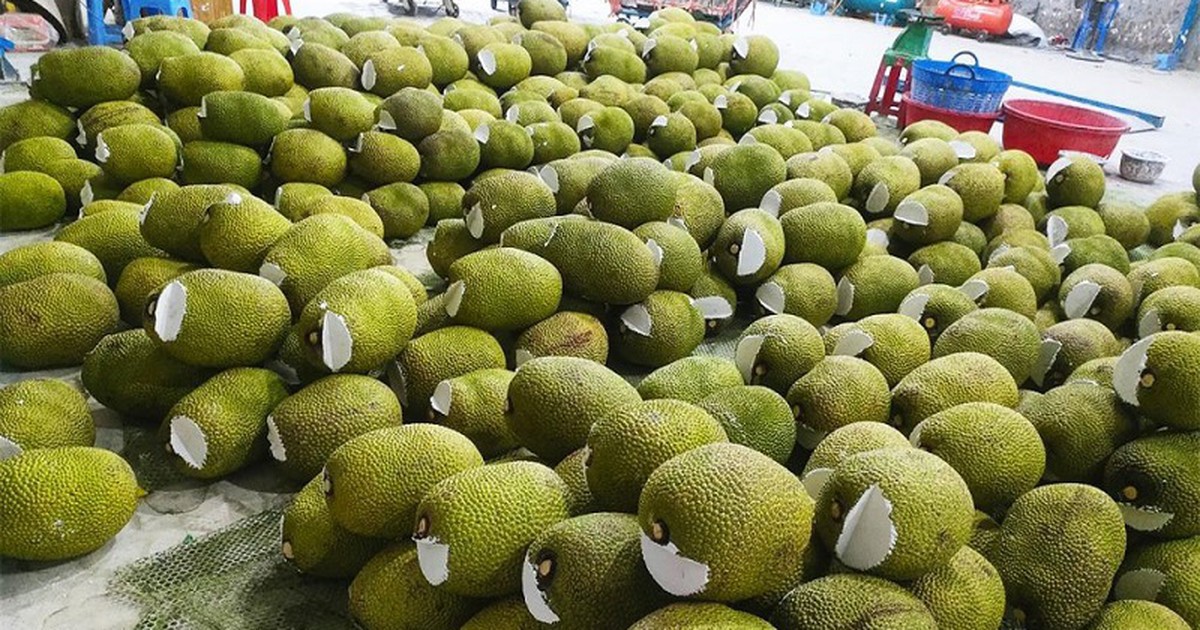 Vietnam steigert Jackfrucht-Exporte und erschließt Märkte außerhalb Chinas