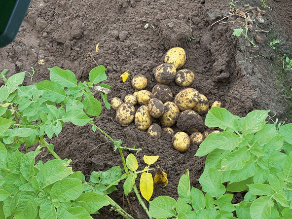 Waterlogged fields obstruct Latvia’s potato harvest and raise crop-loss risk