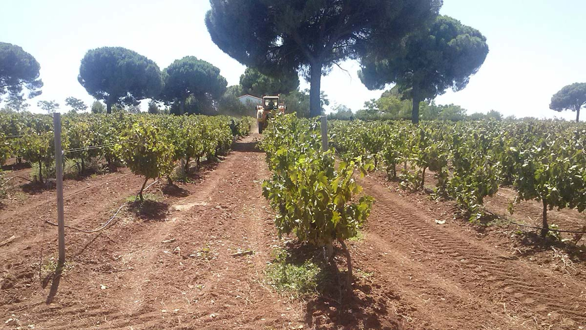 Schwache spanische Traubenernte verteuert Wein und verschärft Vertragsstreit