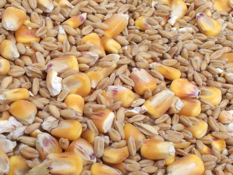 El clima podría elevar las importaciones chinas de grano forrajero en 2026/27
