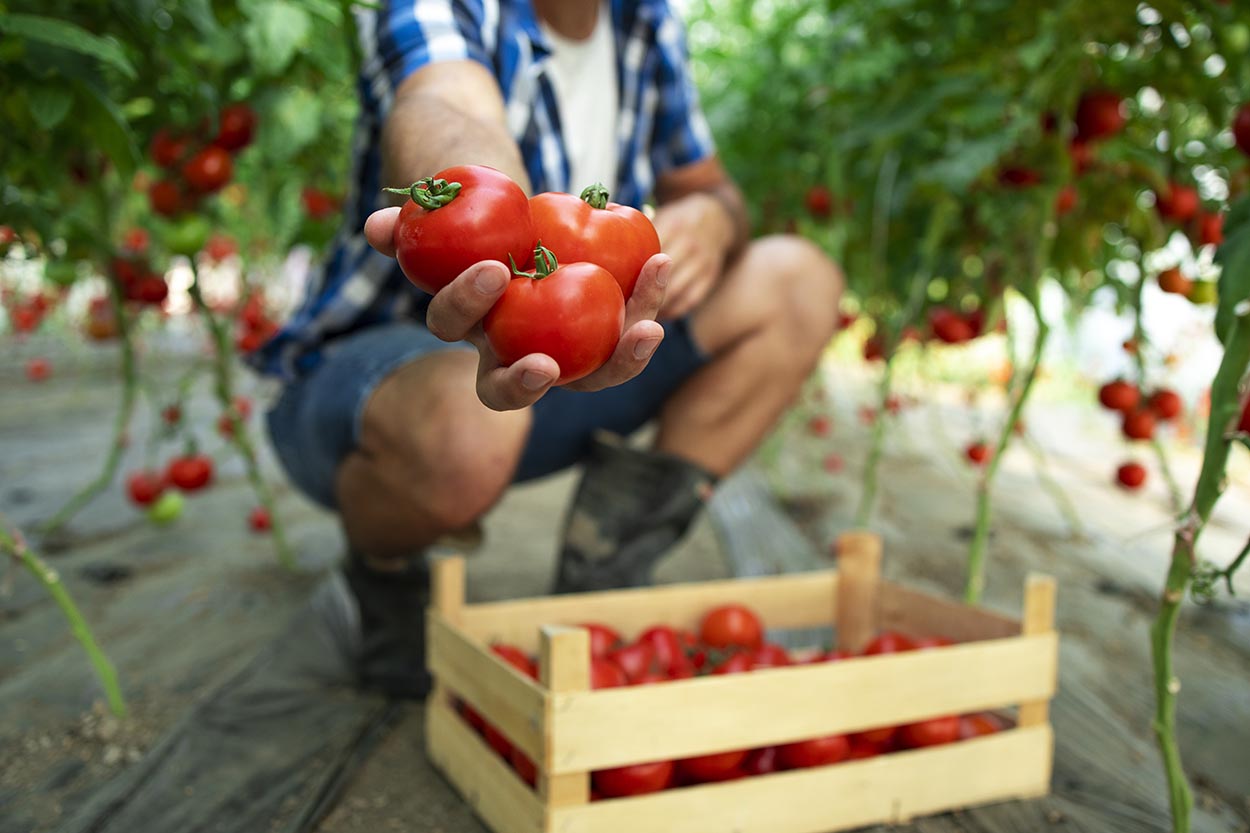 Cold, Rain and Reduced Growing Area Lift Brazilian Wholesale Tomato Prices