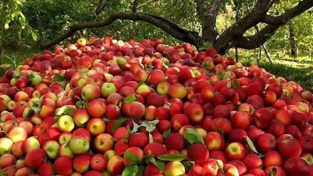 Los productores de manzana de Azerbaiyán Occidental afrontan un futuro exportador incierto
