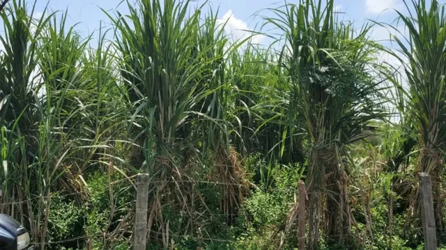 West Champaran: la superficie de caña cae 6.000 acres, hasta unos 63.000, antes de la zafra