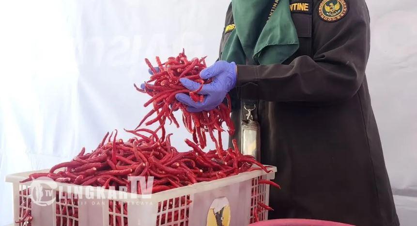 Yogyakarta exportiert gefrorene Chilis für Rp749,9 Millionen