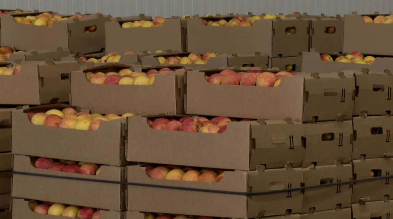 La región de Almaty prevé 100.000 toneladas de manzanas y exportar cerca del 20%