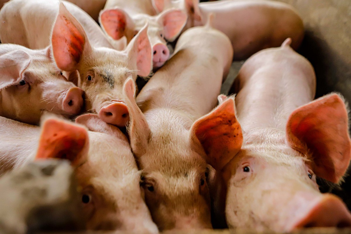 Brasiliens Schweinebestand 2025 stabil, Ziegen und Schafe auf Rekordniveau