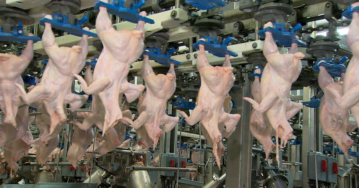 Las exportaciones brasileñas de pollo suben un 3.7% en septiembre y las de cerdo caen un 11%