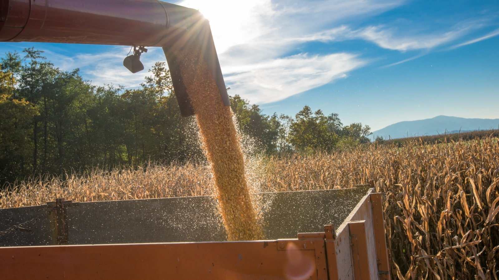 Brazil’s third-quarter corn exports fall by 5.04 million tonnes as competition intensifies