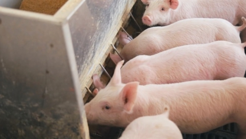 Billigeres Schweinefleisch aus Brasilien setzt Argentiniens Erzeuger unter Druck