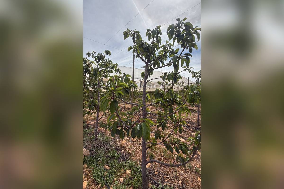 Chiles frühe Kirschernte in Ovalle könnte nach Wetterproblemen um 70 % sinken