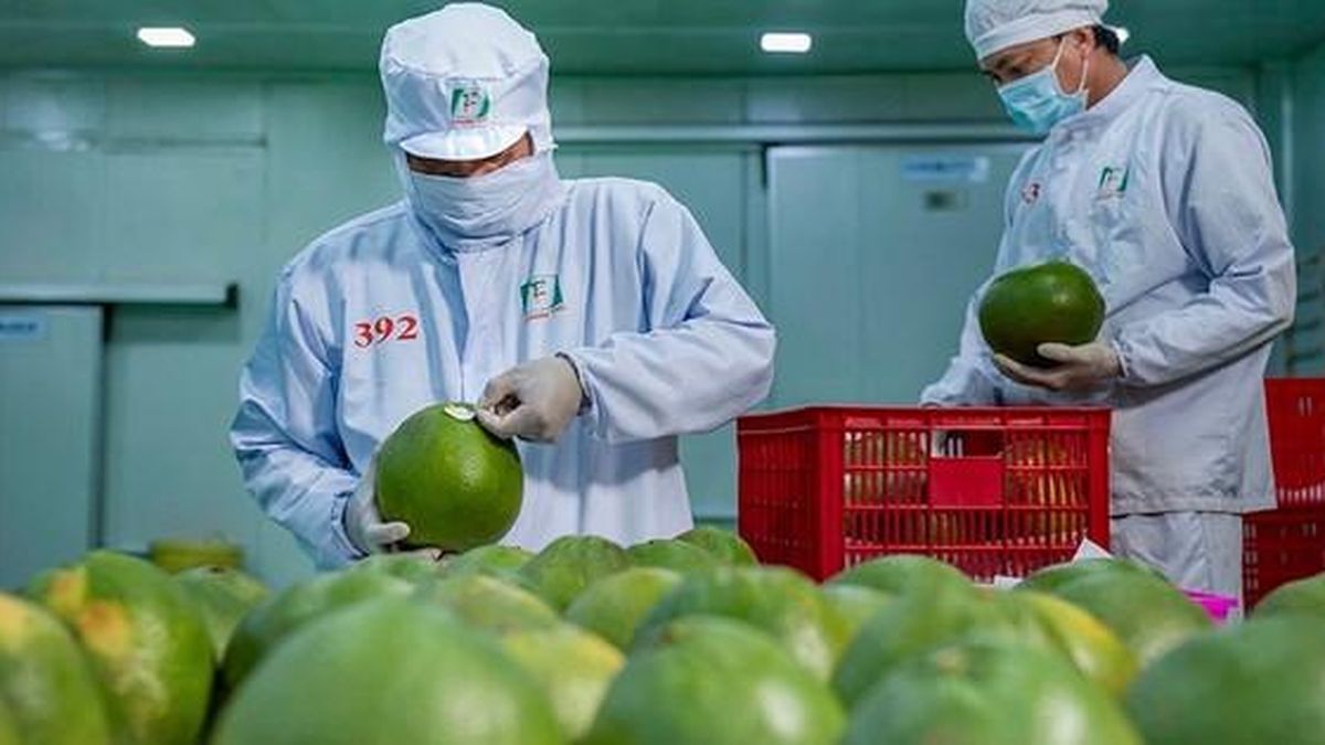 China nimmt 24,4 % der vietnamesischen Agrarexporte ab – 56,3 Milliarden US-Dollar in neun Monaten