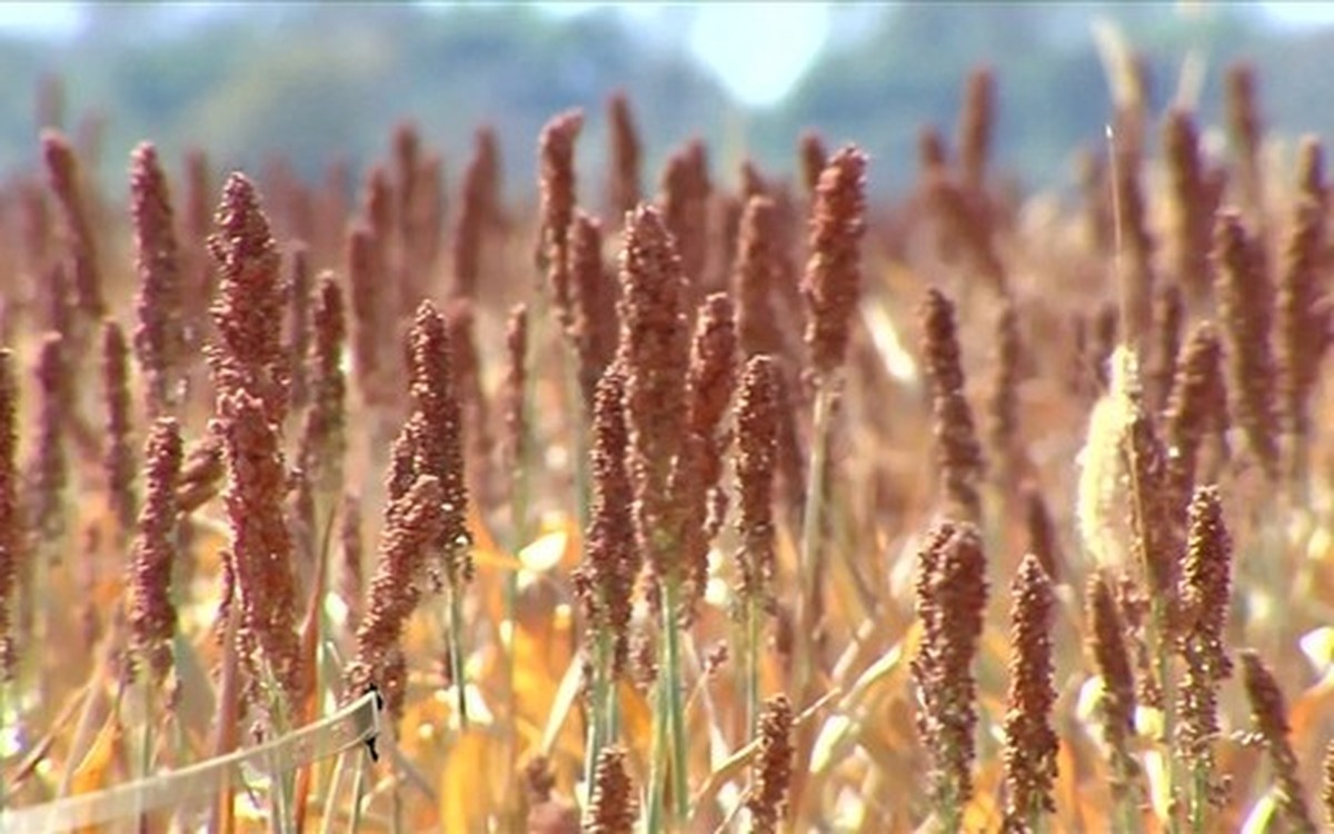 La demanda china impulsa las exportaciones brasileñas de sorgo a 231.200 toneladas