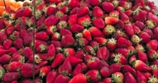 Egipto se convierte en el principal proveedor de fresas congeladas de Francia