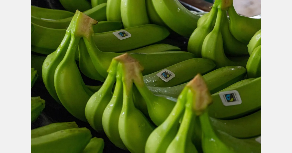 Fairtrade elevará los precios mínimos del banano en 2027 por el alza de costes