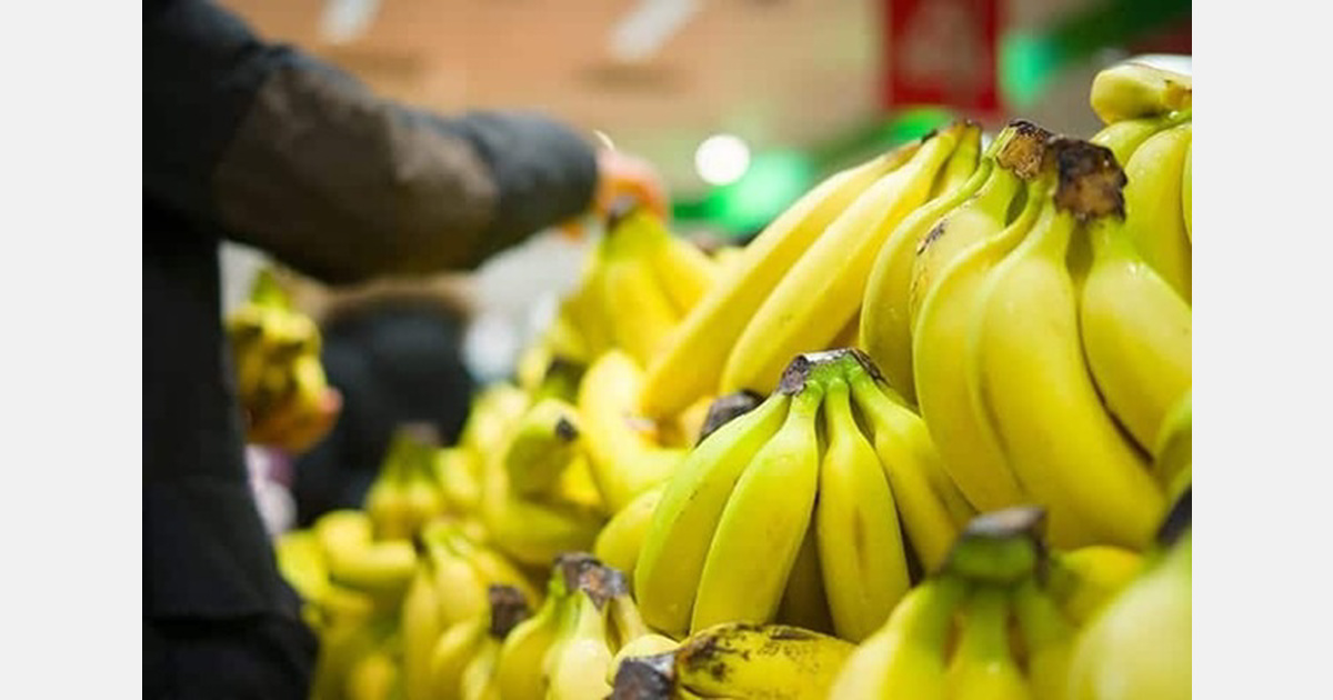 Francia compra un 24 % más de banano mientras las Antillas pierden cuota
