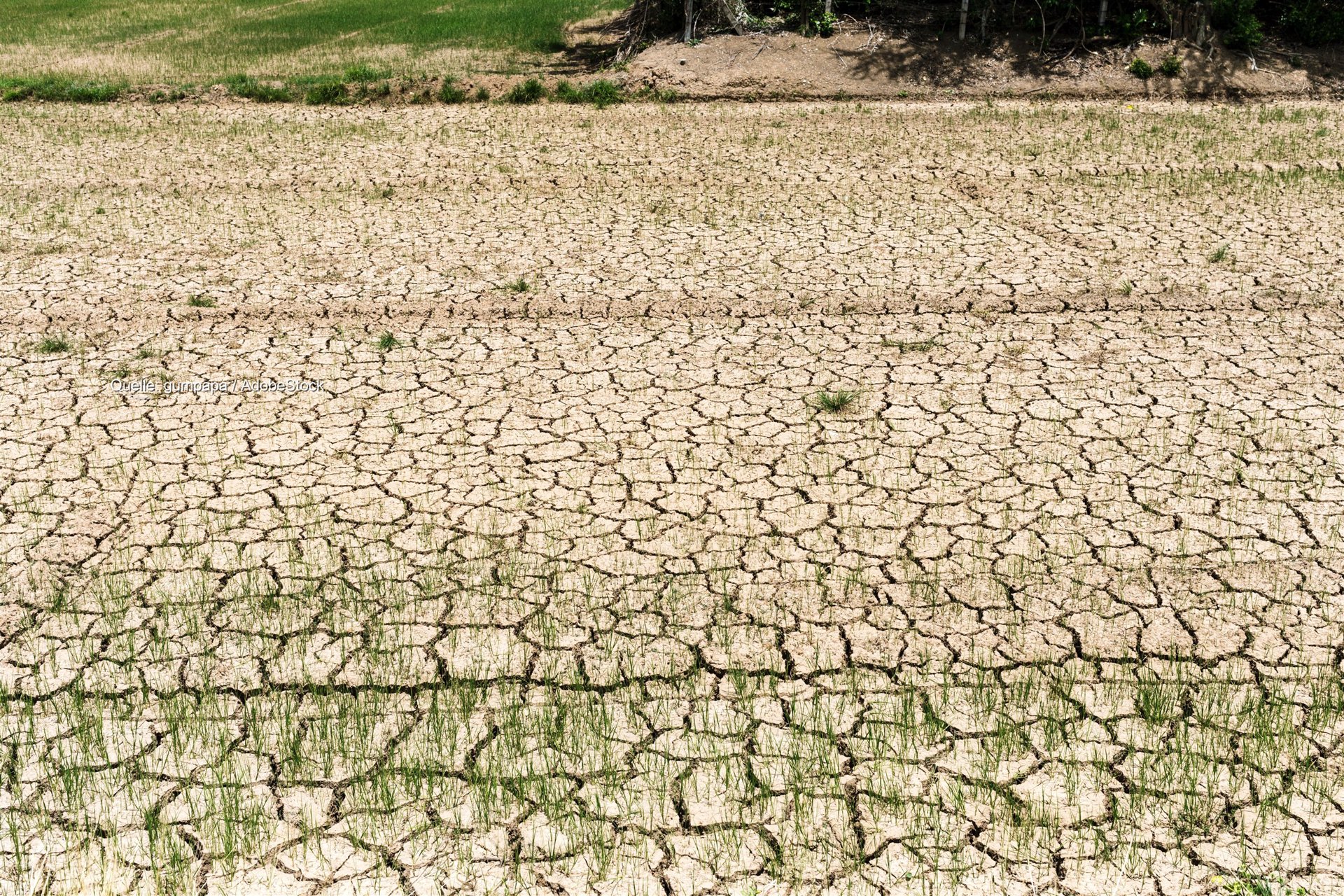 La sequía reduce en 3,5 millones de toneladas la cosecha alemana de patata