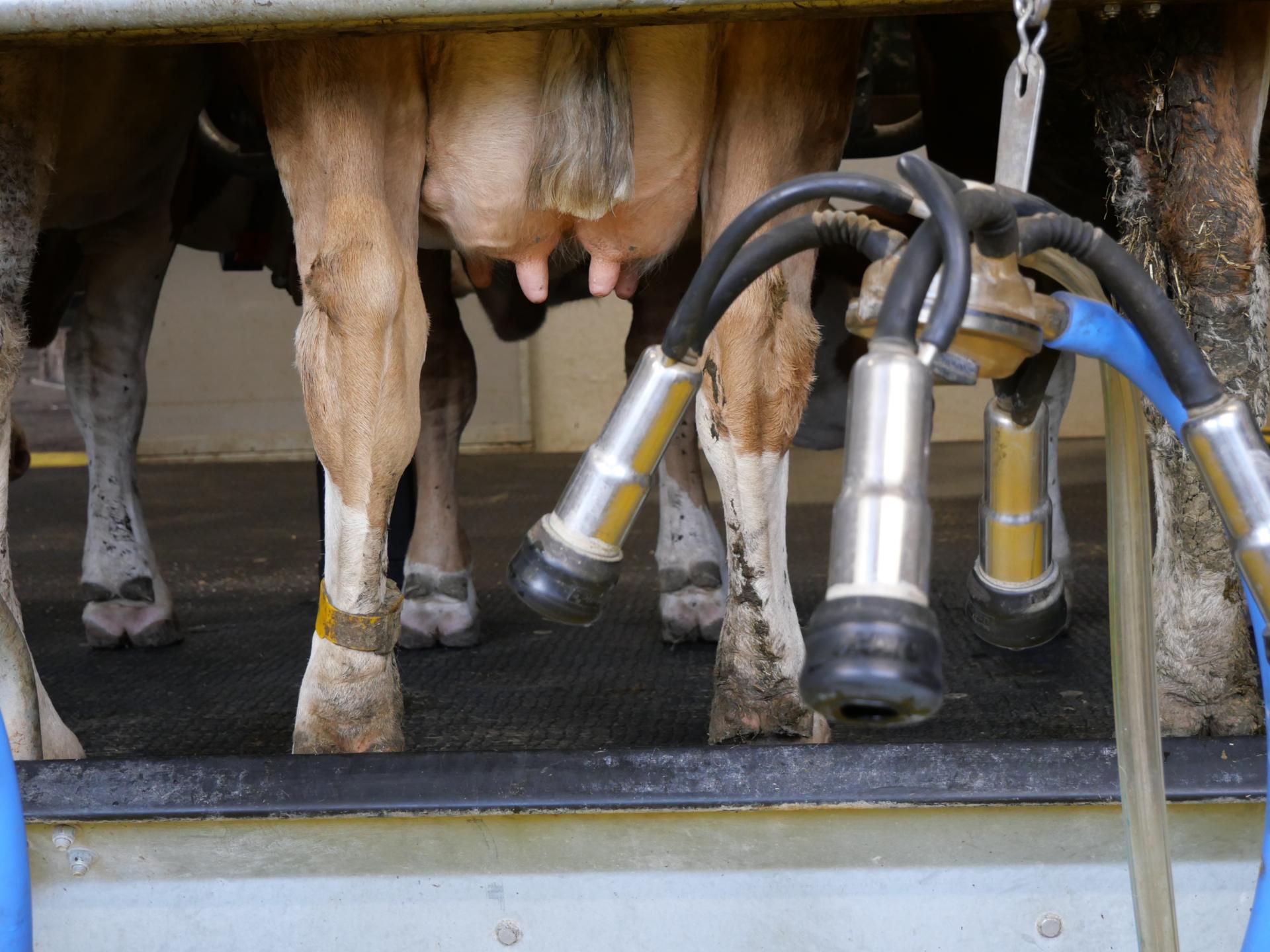 ife-Rohstoffwert überschreitet 40-Cent-Marke, Butterpreise ziehen erneut an