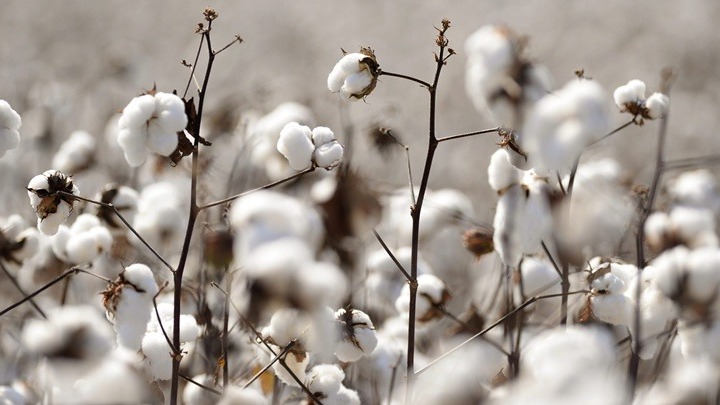 Grecia concentra el 80 % de la superficie y la producción de algodón de la UE
