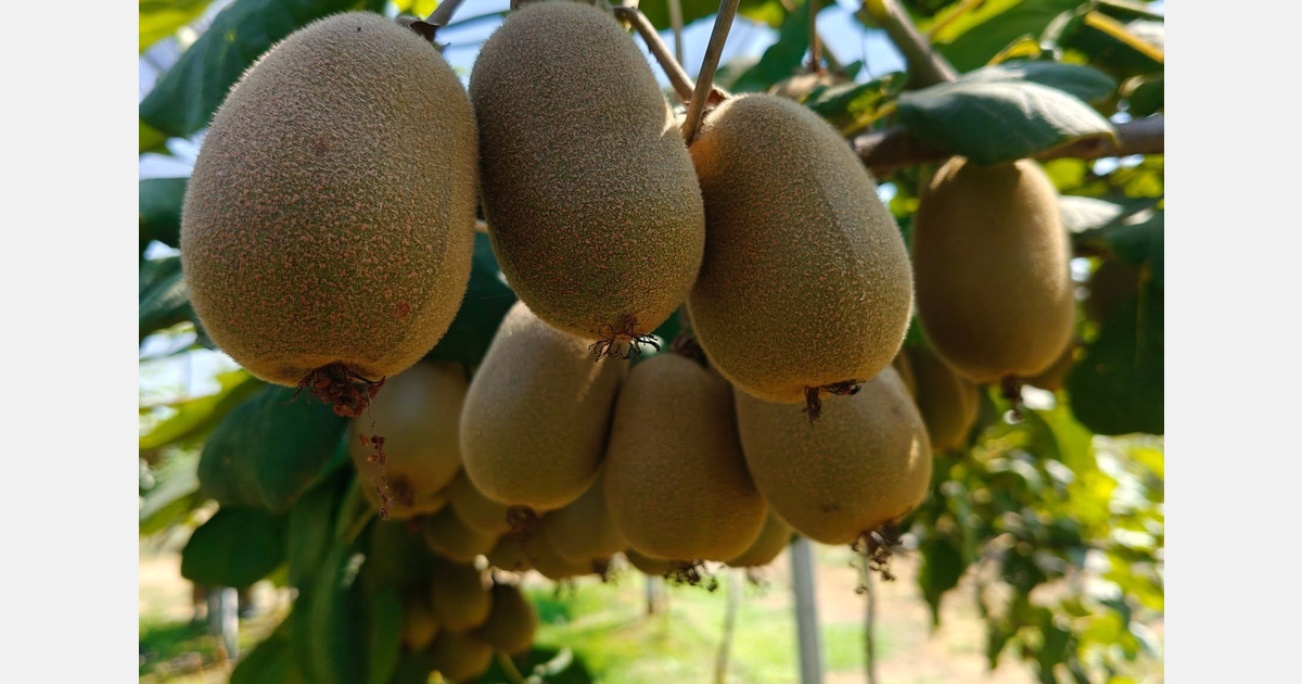 La cosecha griega de kiwi Hayward crecería un 30% y mantendría bajos los precios