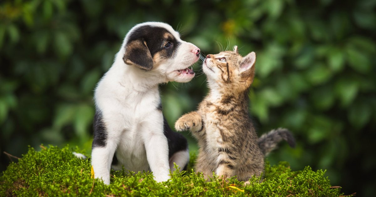 El mercado griego de mascotas supera al de productos para bebés mientras caen los nacimientos