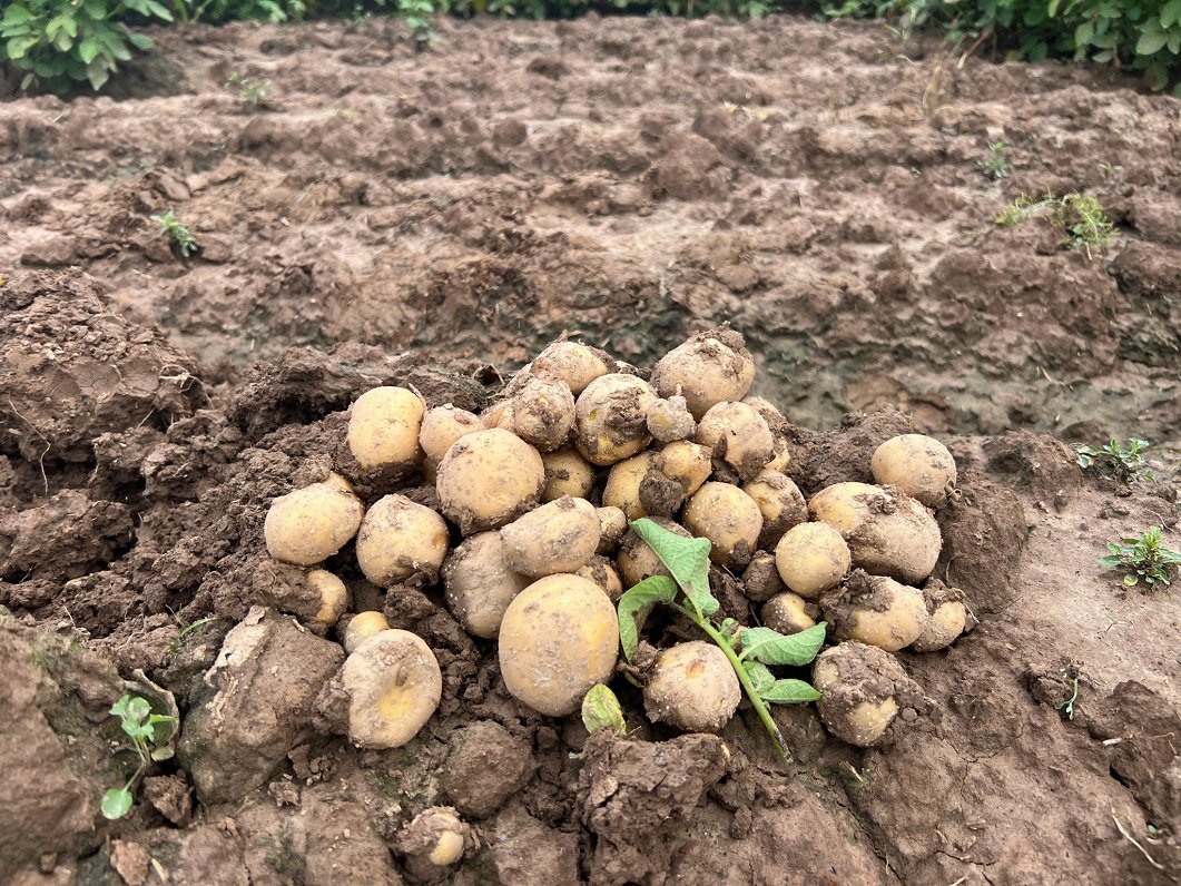 Chuvas fortes ameaçam cerca de 10% da safra de batata da Letônia