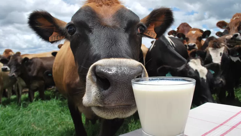 La mayor oferta de leche y las importaciones presionan los precios en Brasil