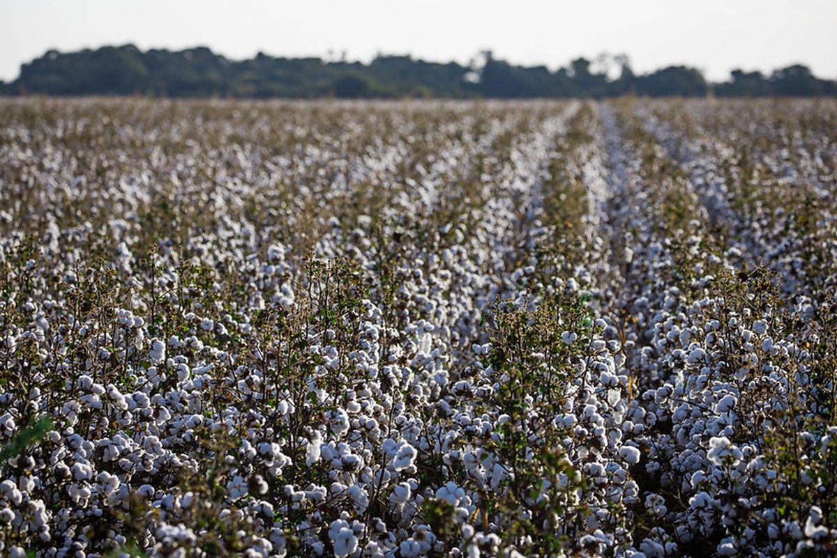 La subida del algodón impulsa la expansión del área sembrada en Brasil