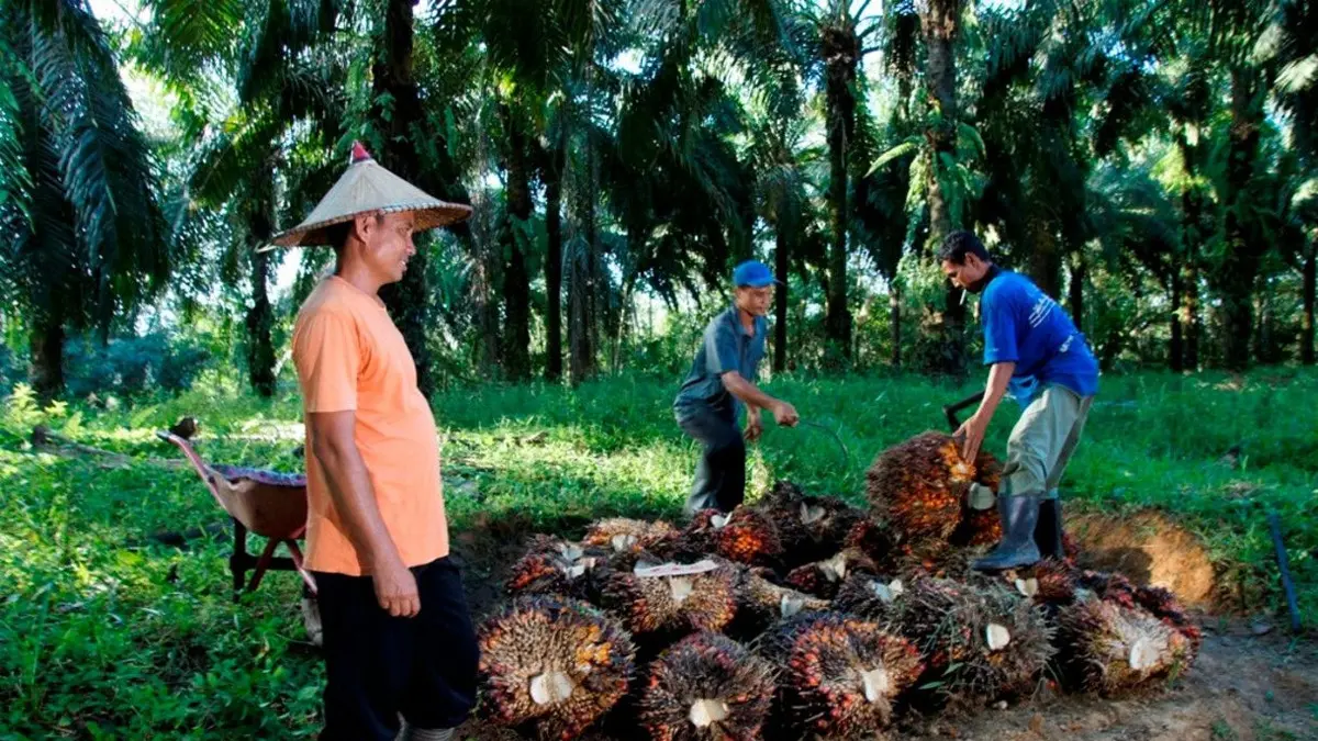 Las exportaciones de aceite de palma de Indonesia suben un 12,56% y reducen las existencias
