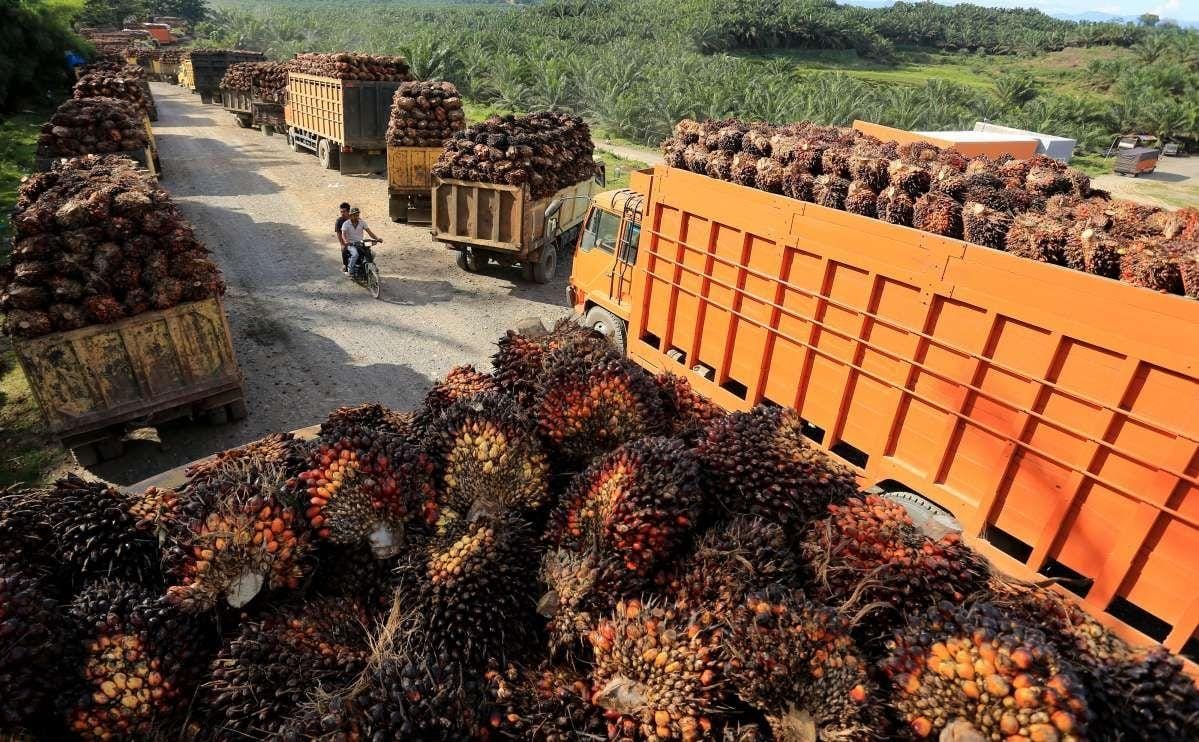 Indonesien nimmt Afrika als neuen Absatzmarkt für Palmöl ins Visier