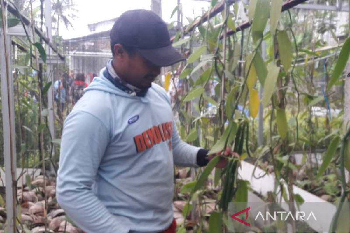 Indonesien sieht weiteres Exportpotenzial für Vanille bei anhaltender Auslandsnachfrage