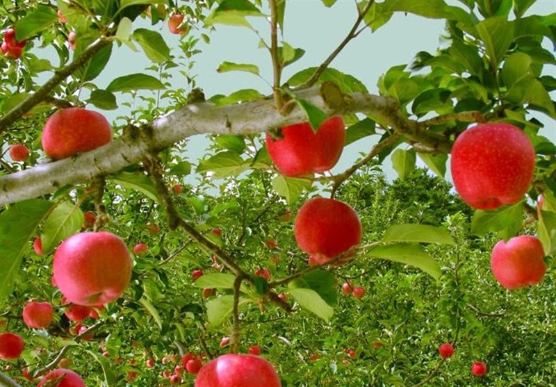 Las exportaciones iraníes de manzana a Turquía se multiplican por 65