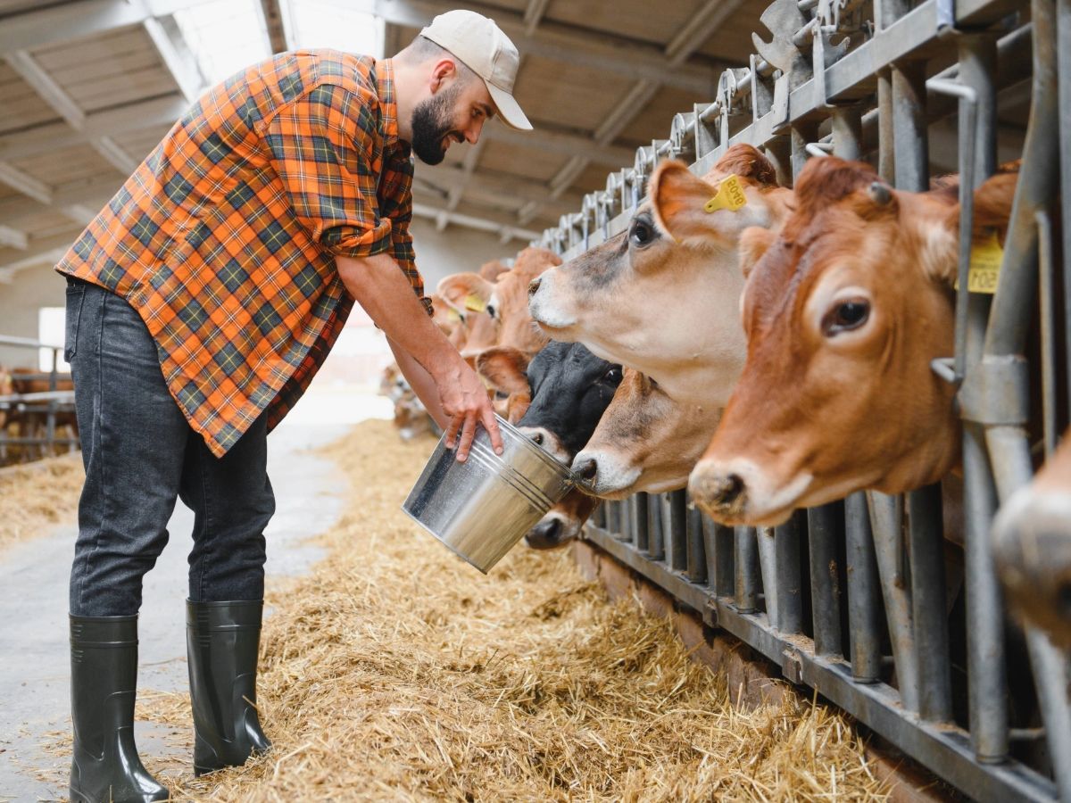 Italiens Futtermittelbranche warnt vor Maisknappheit, hohen Spritkosten und EUDR-Druck