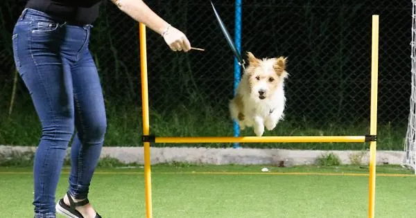 Italy’s pet economy exceeds €6.7 billion as services and specialist retail expand