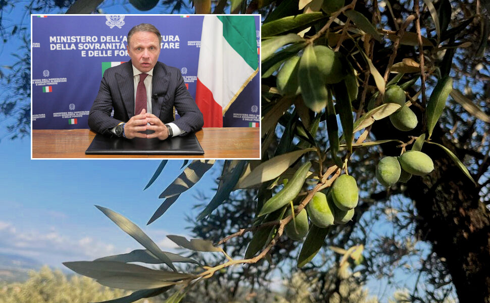 Italien plant 300 Millionen Euro für Olivenöl und strengere Qualitätskontrollen