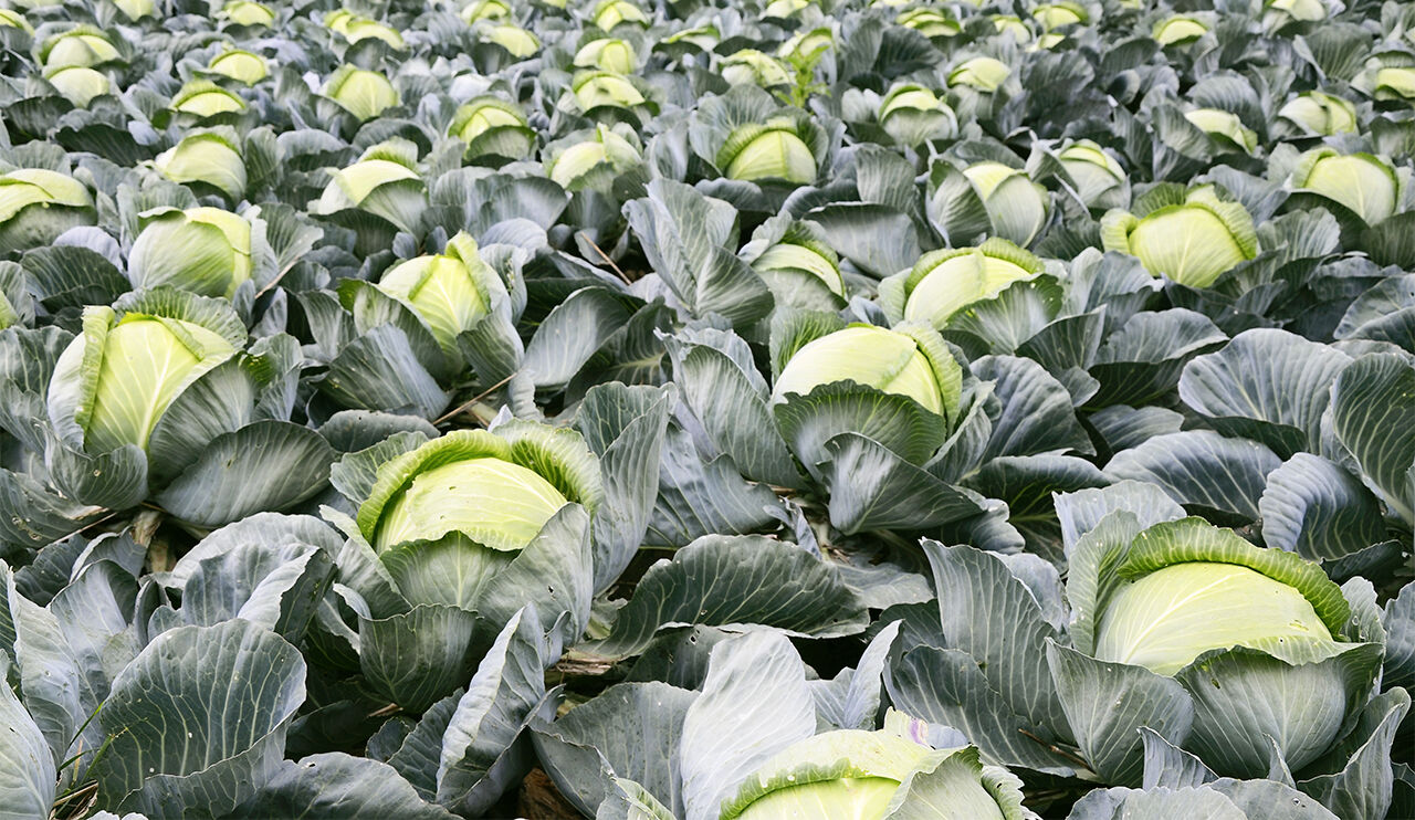 Korea vernichtet Weißkohl in zweiter Saison: Sommerernte unter Marktrücknahme