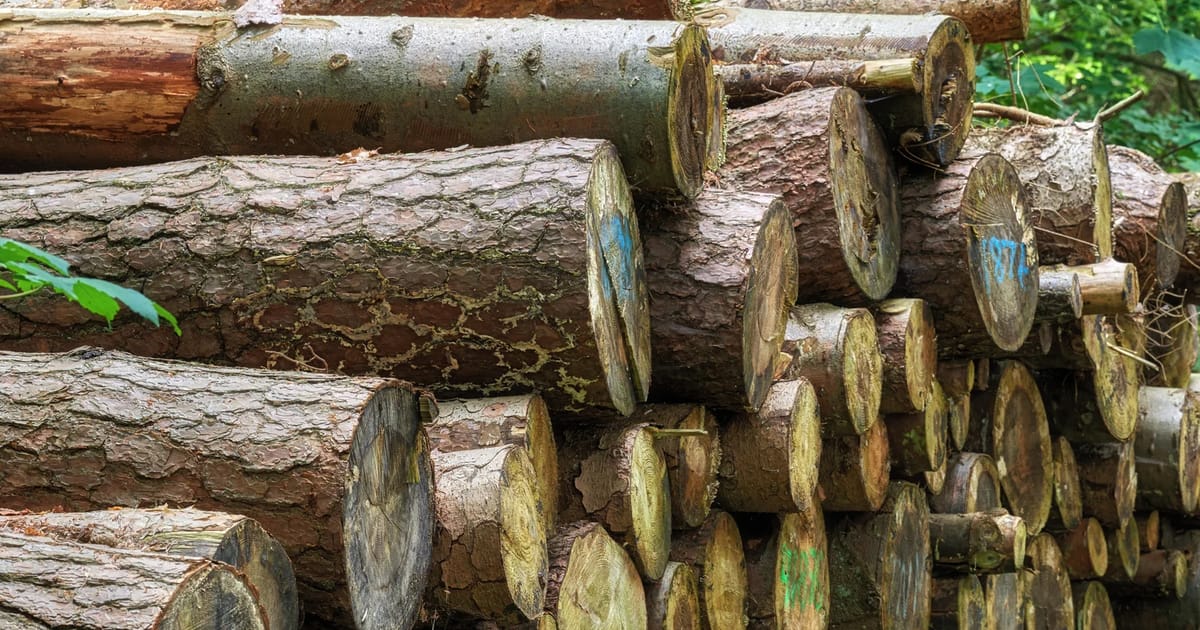 MyTLAS Plus abre mercados prémium a la madera malasia, pero desafía a las pymes