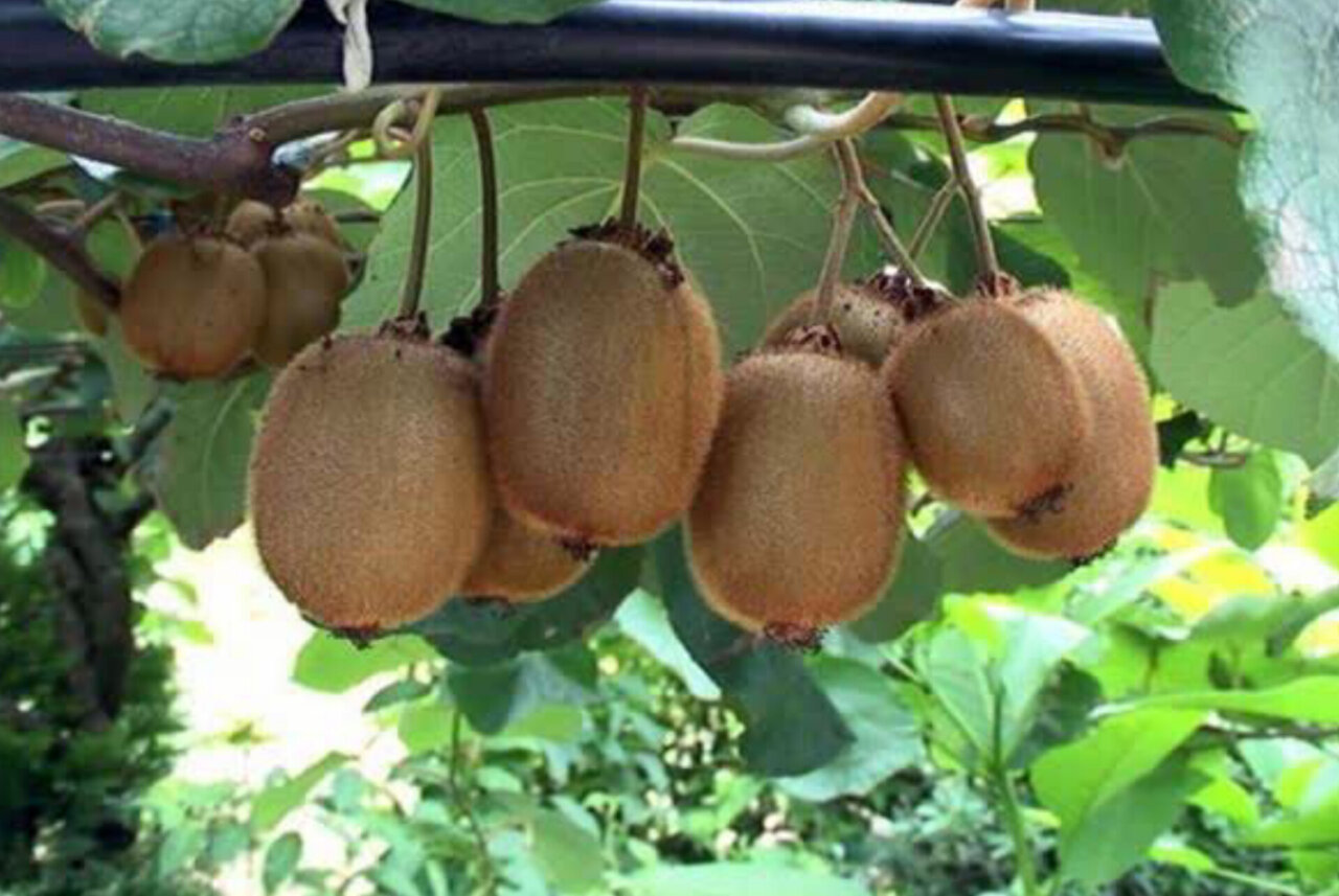 Mazandaran exportiert 6.375 Tonnen Kiwis und Mandarinen in 294 Sendungen