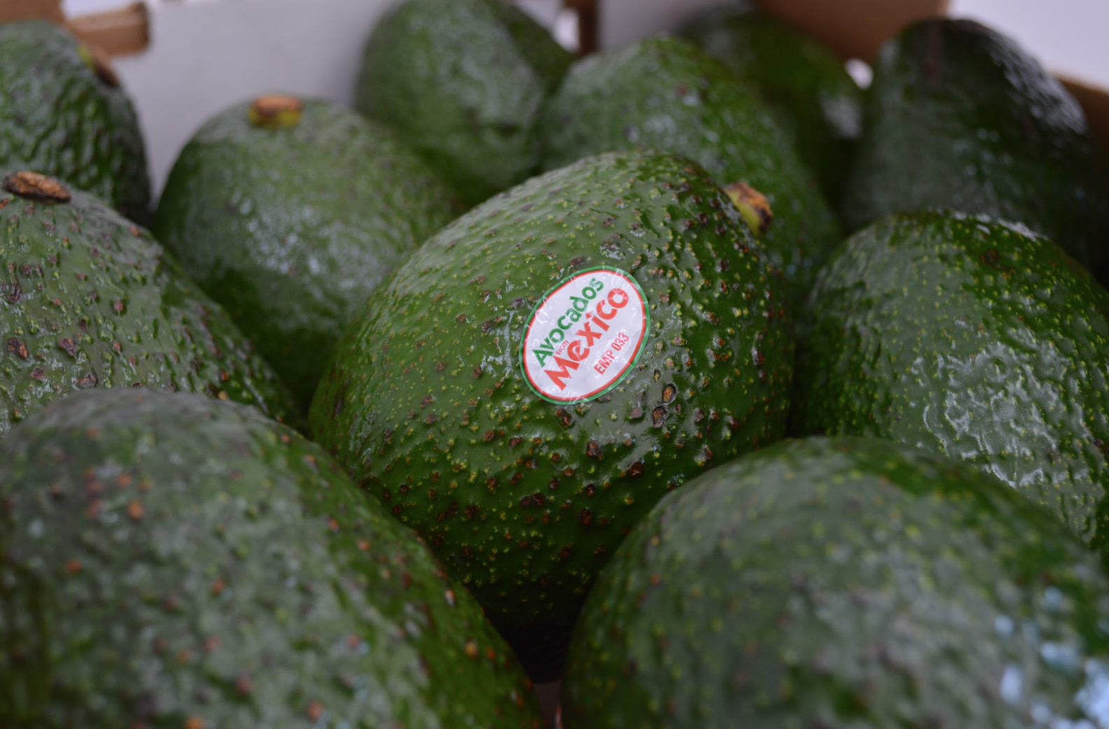 Los volúmenes mexicanos mantienen amplia la oferta de aguacate Hass en EE. UU.