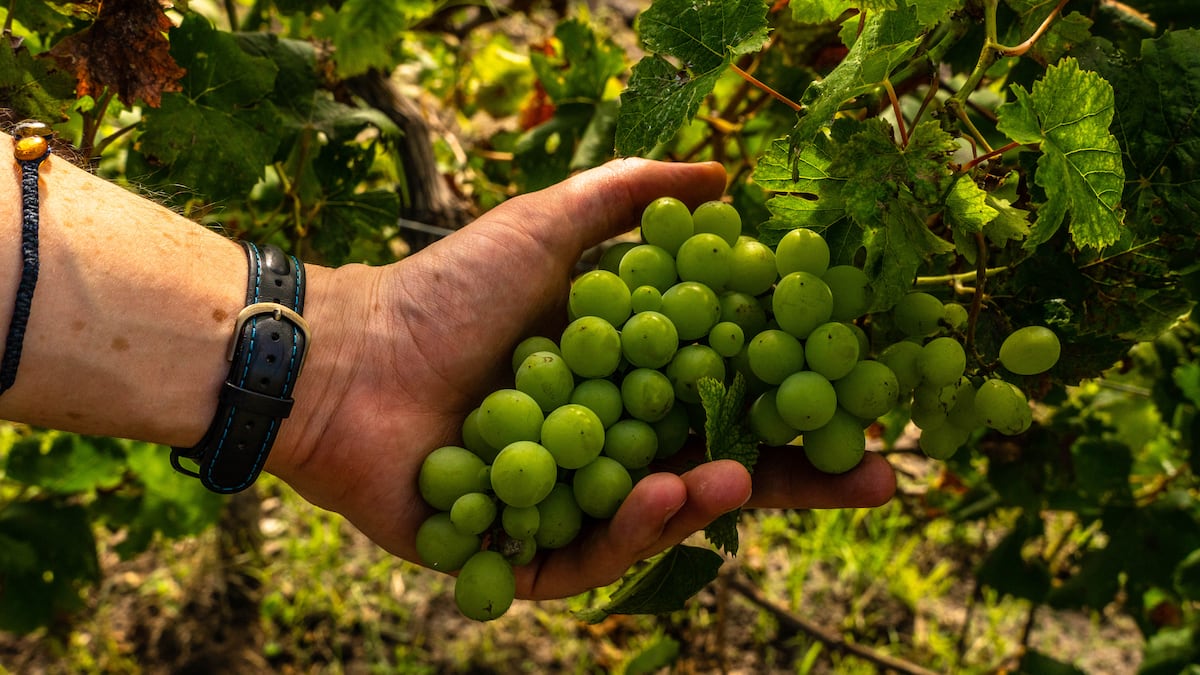 La producción mexicana de uva para vino crece 3,85% anual