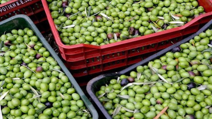 La cosecha de aceituna de Marruecos crecerá un 111% hasta 2 millones de toneladas
