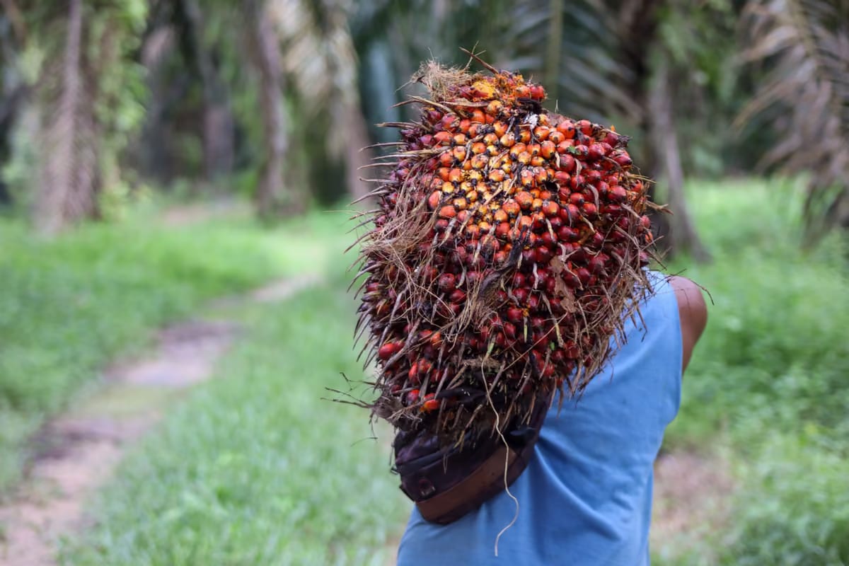 Palmölpreise fallen in Malaysia um 5 % und in Rotterdam um 6,5 %