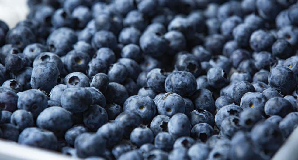 Perus Blaubeerexporte erreichen 620 Mio. US-Dollar bis Juli, US-Verkäufe legen 79,5 % zu